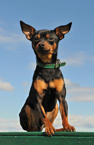 Dog