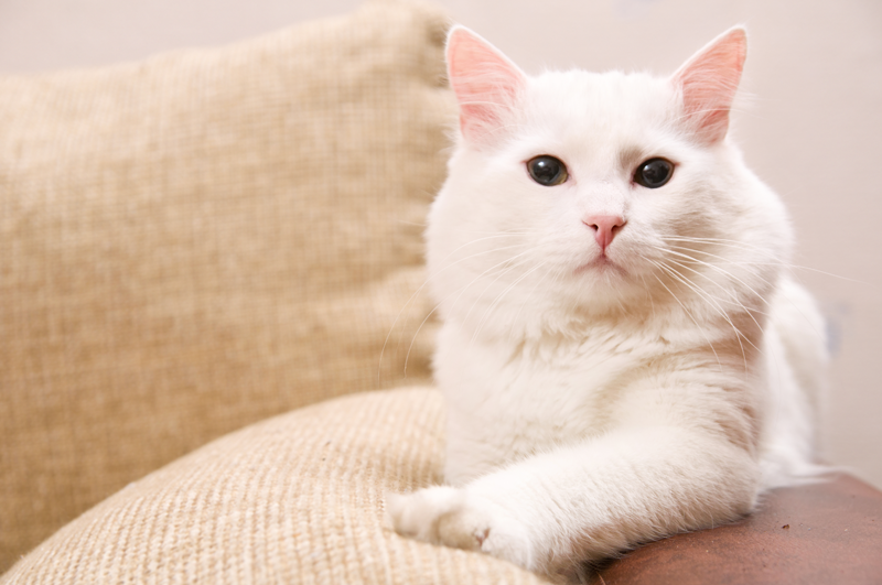 Cat on Couch
