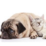 Welcoming  you and your pet to Ponder Vet Hospital!