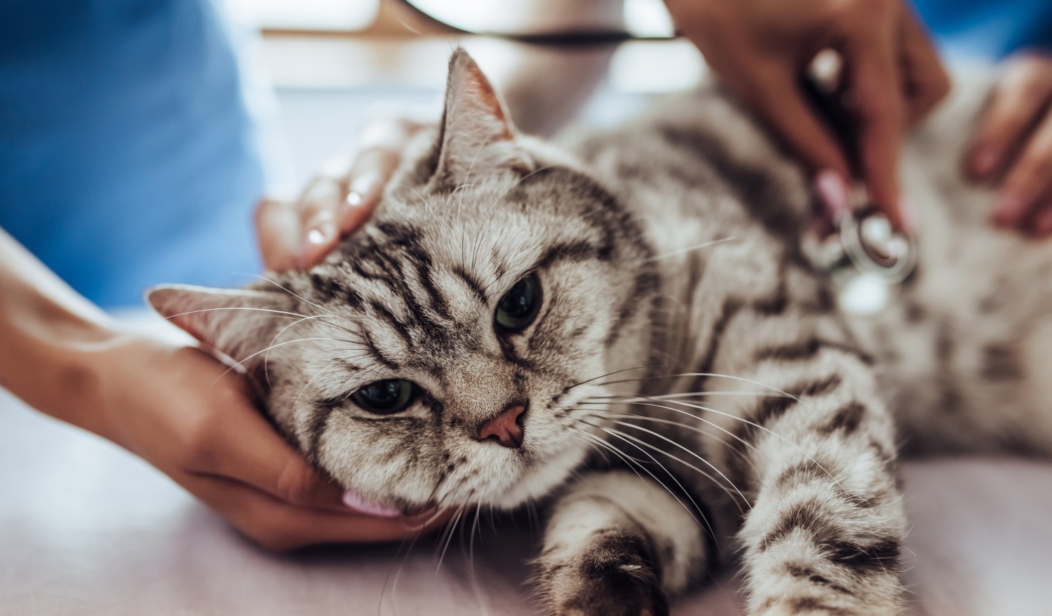 Cat being examined