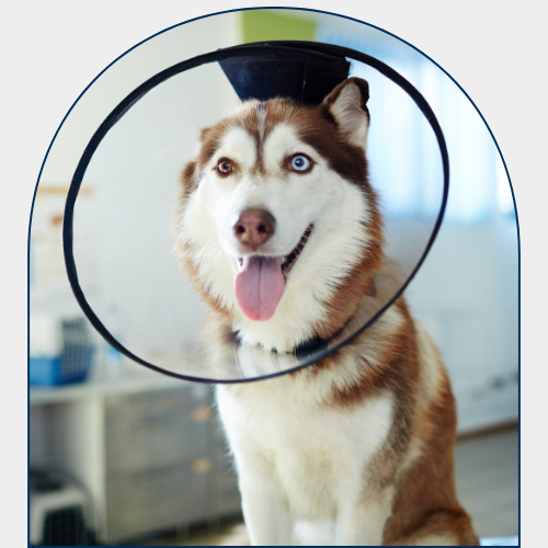 Dog with E-Collar