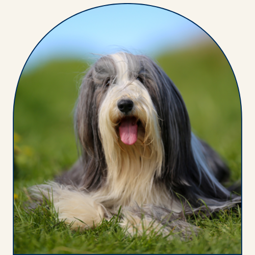Dog in grass