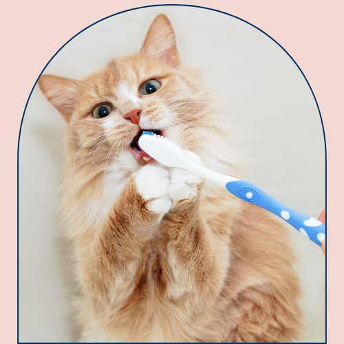 Orange cat with toothbrush Orange cat with toothbrush
