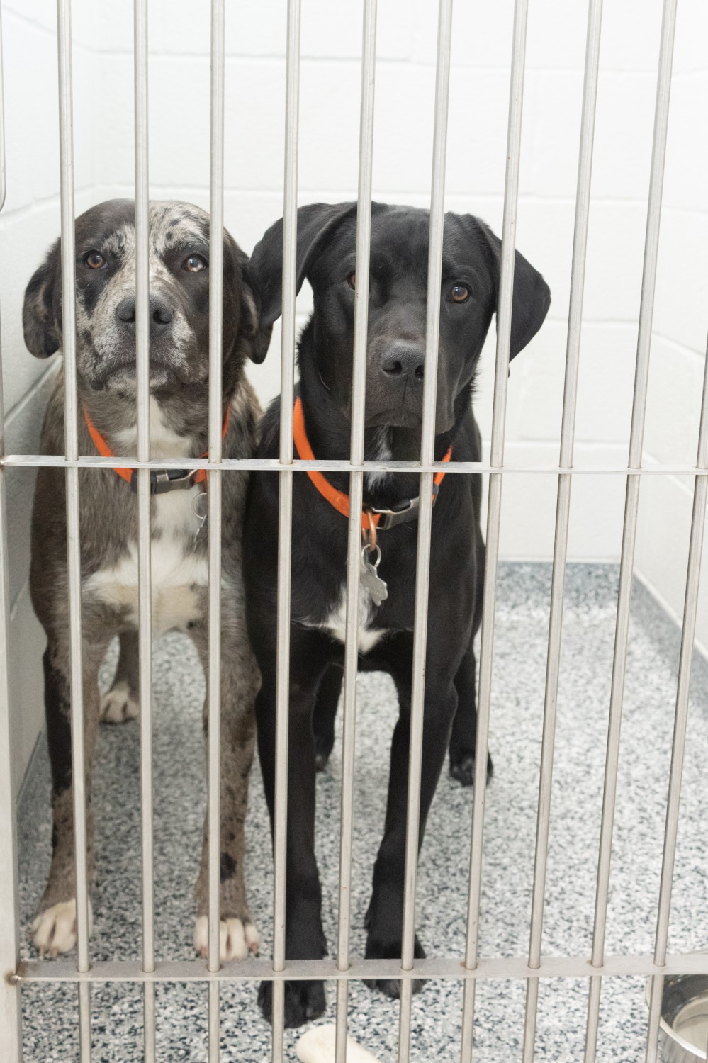 Two Dogs