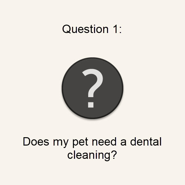 Q1: Does My Pet Need a Dental Cleaning?