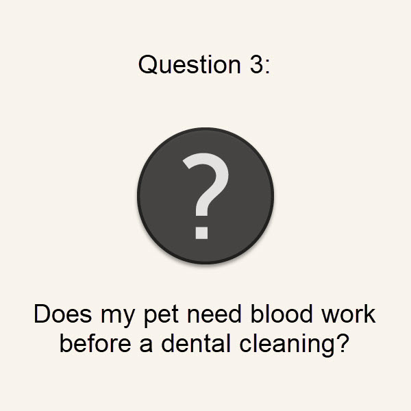 Q3: Does my pet need blood work before a dental cleaning?