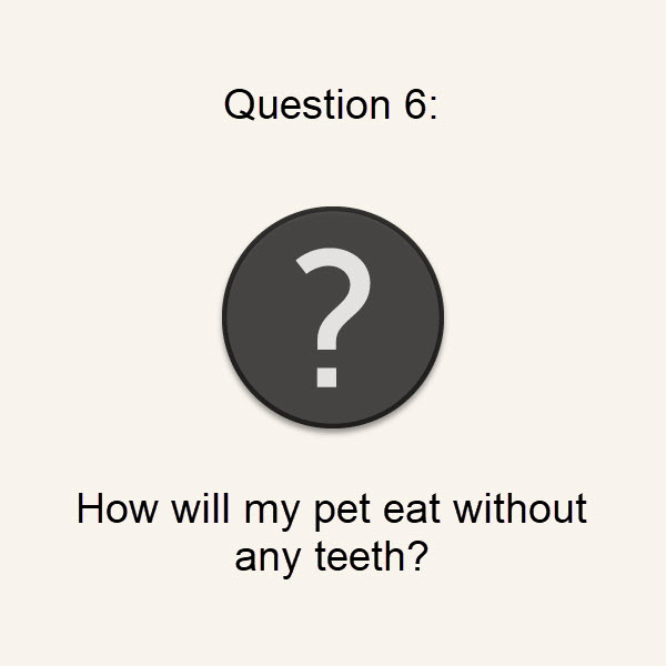 Q6: How will my pet eat without any teeth?