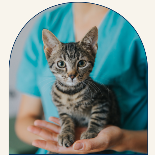 Tabby in hands